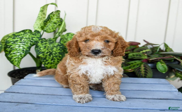 Mini Goldendoodle dogs for sale - Ad 4