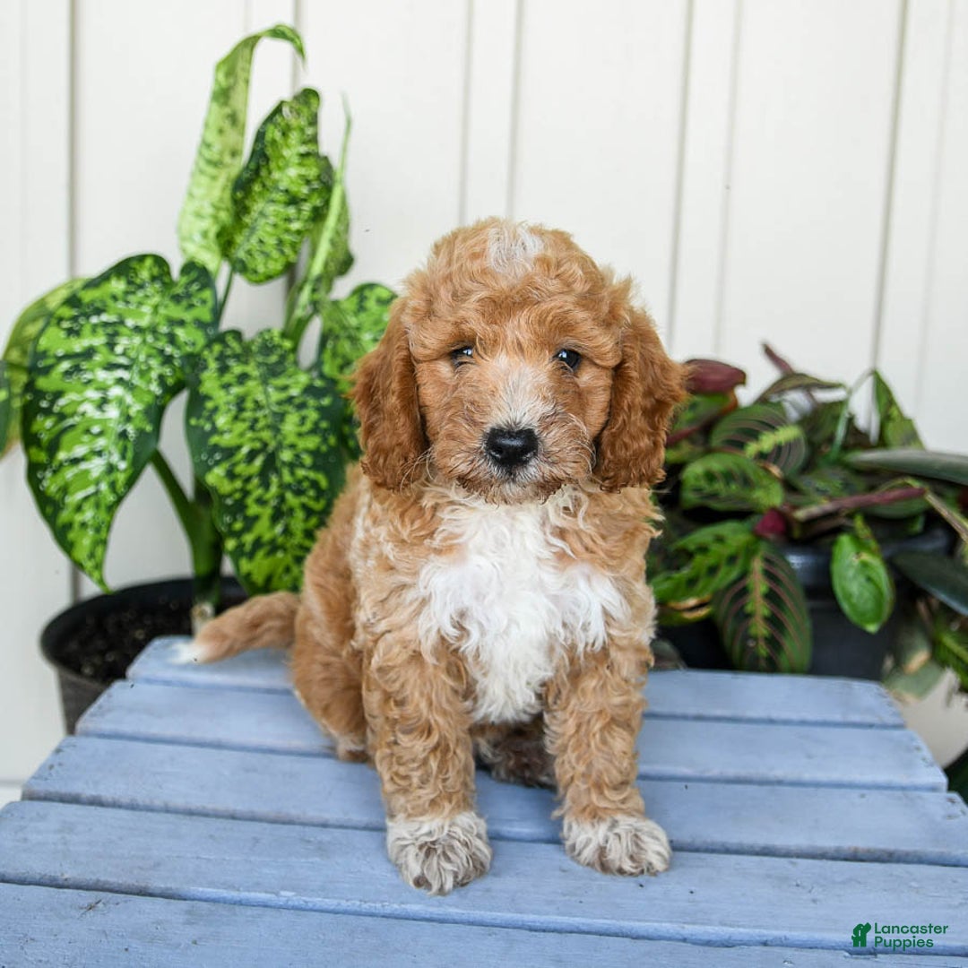 Mini Goldendoodle dogs for sale: Metro - Image 1