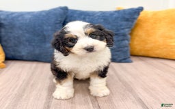 Mini Bernedoodle dogs for sale: Amelia - Image 2