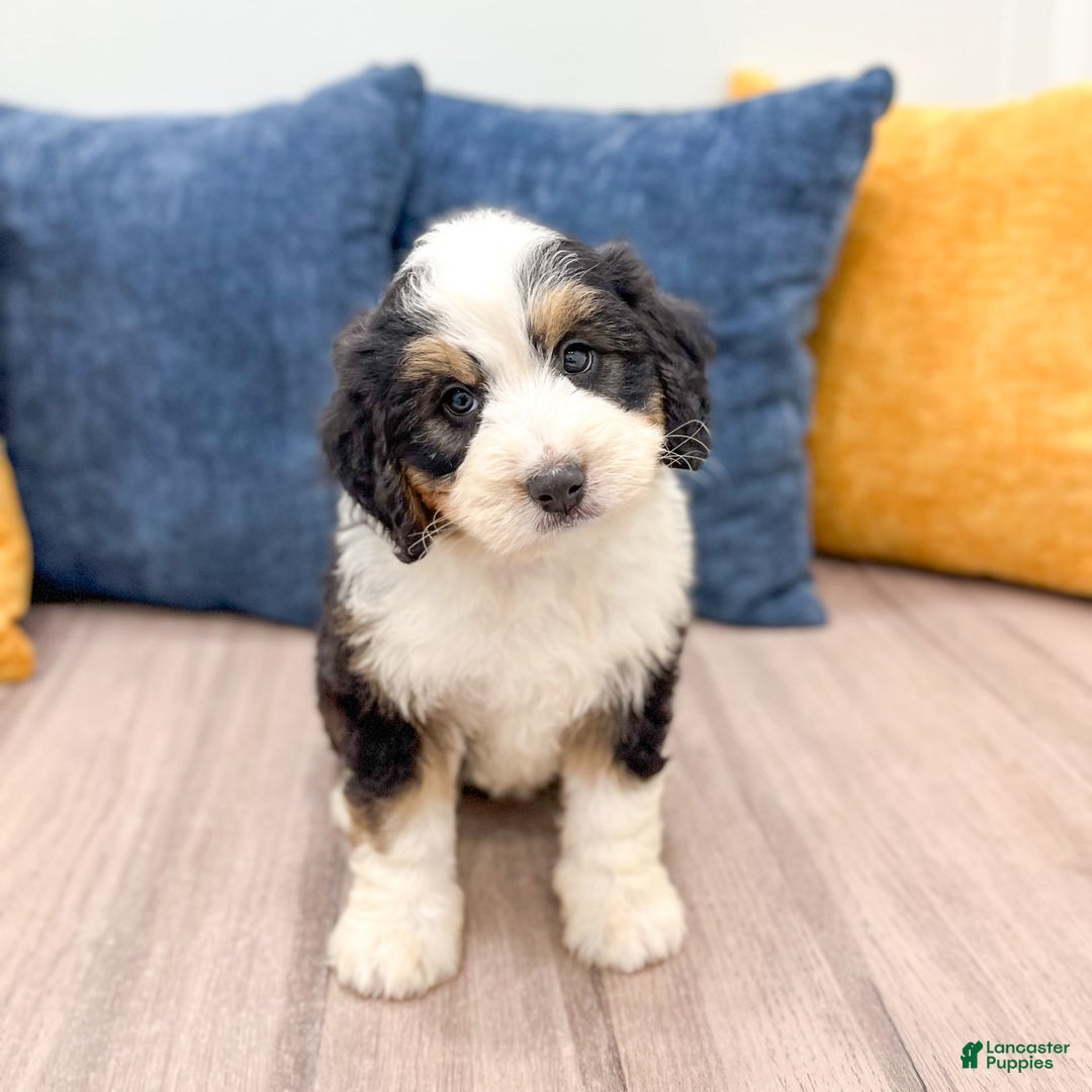 Mini Bernedoodle dogs for sale: Amelia - Image 2