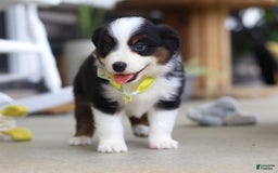 Australian Shepherd dogs for sale: Zeke - Image 4