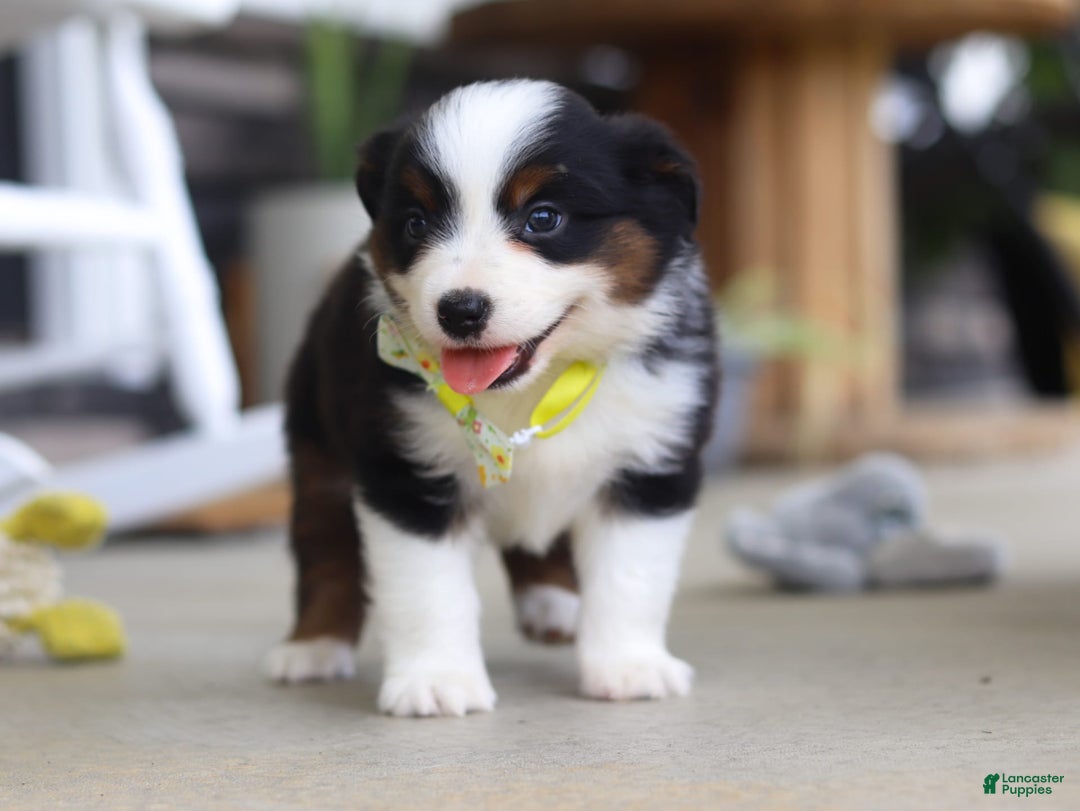 Australian Shepherd dogs for sale: Zeke - Image 4