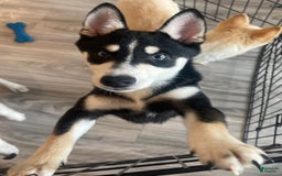 Alaskan Klee Kai dogs for sale: Naymeria - Image 7