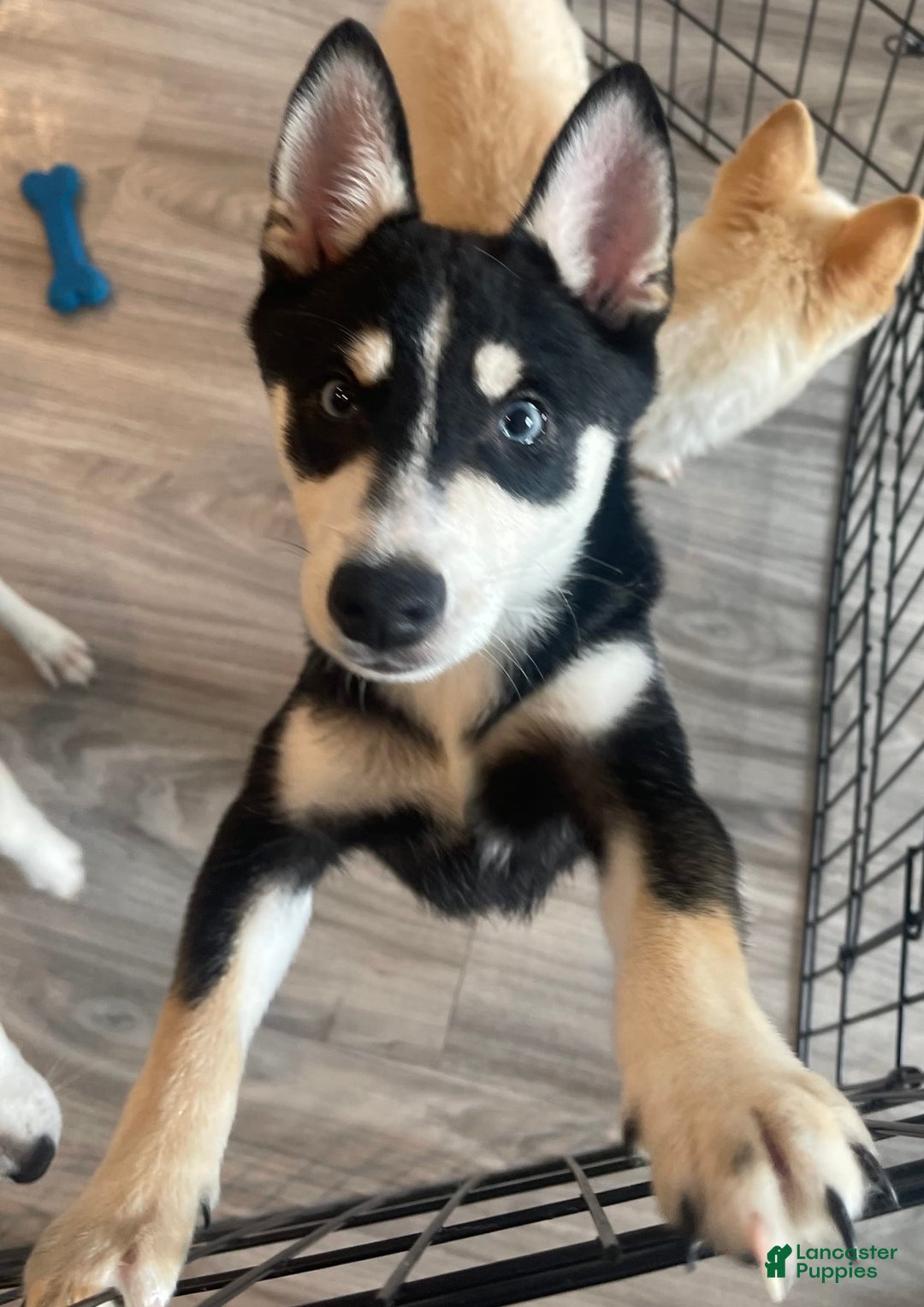 Alaskan Klee Kai dogs for sale: Naymeria - Image 7