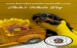 Mini Bernedoodle dogs for sale: Aelas White Boy - Image 9