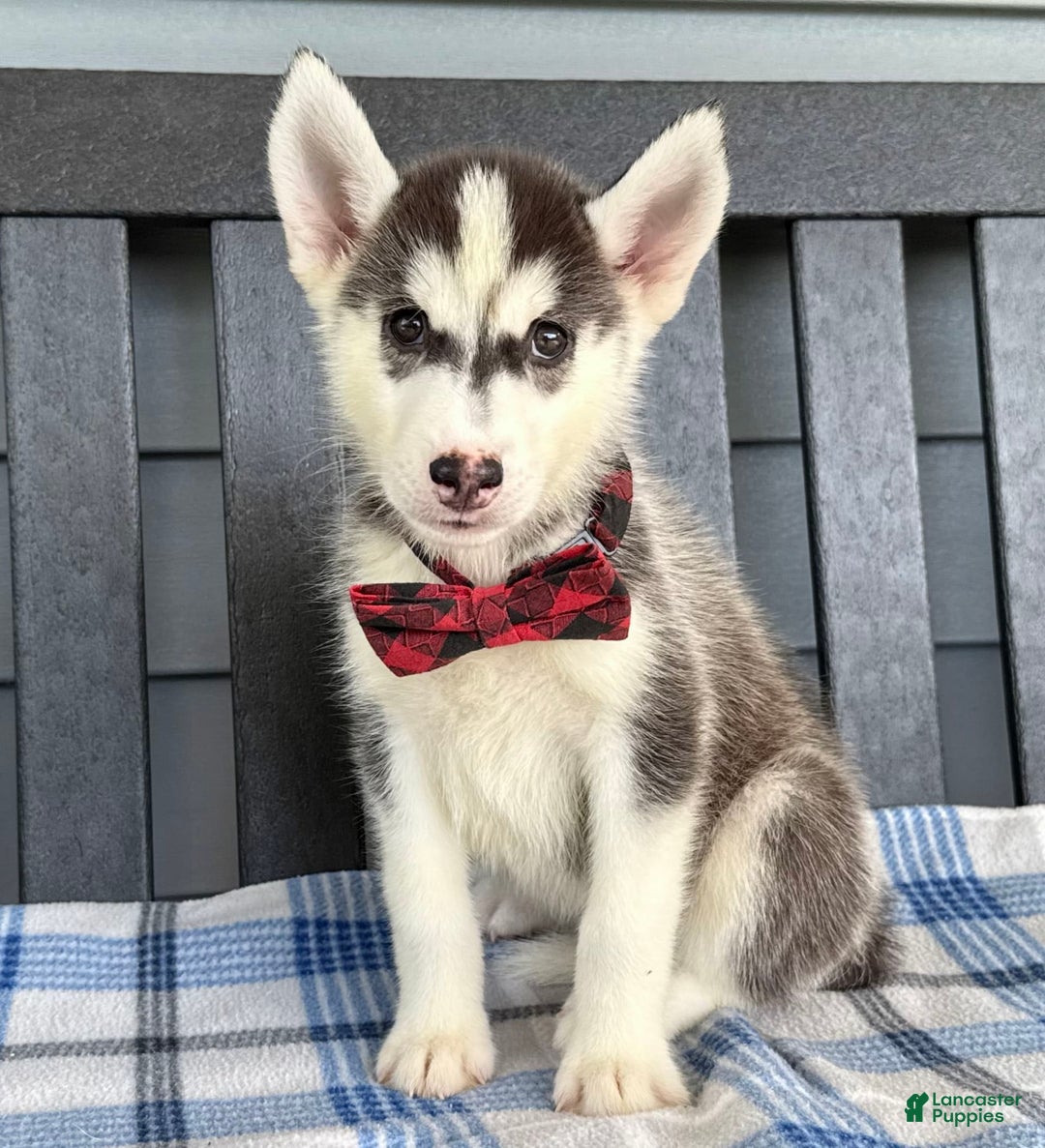 Siberian Husky dogs for sale: Charlie - Image 3