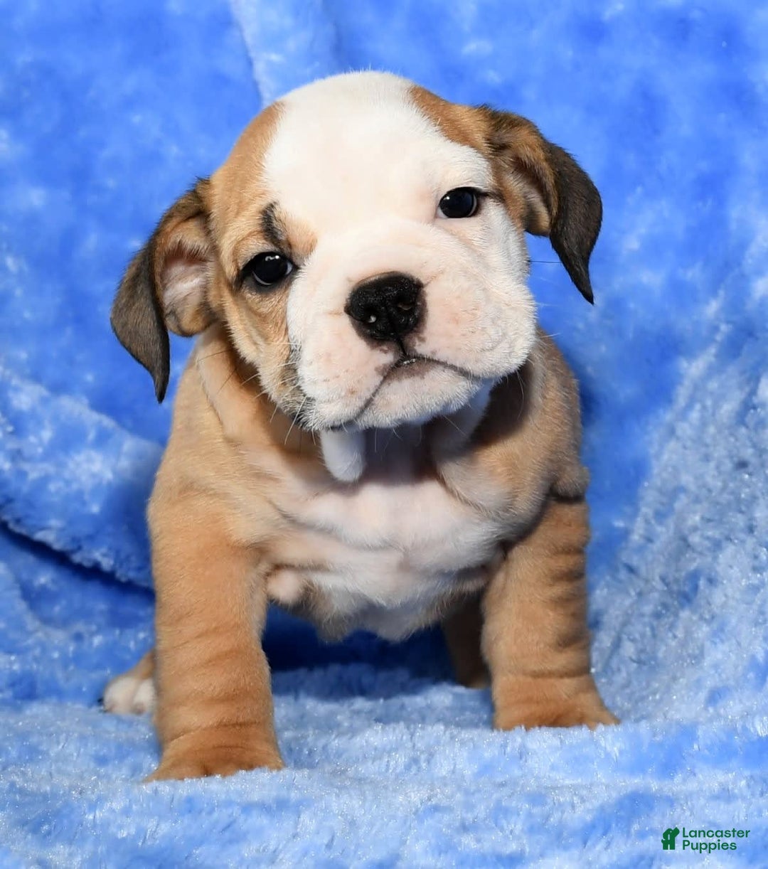 Beabull dogs for sale: Crystal - Image 7