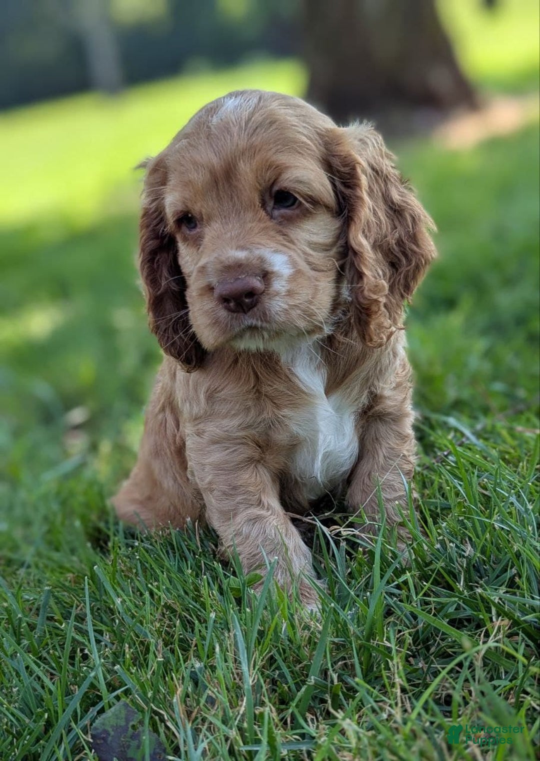 Cocker Spaniel dogs for sale: Scout - Image 3