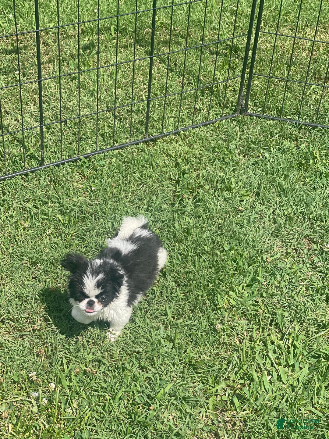 Japanese Chin dogs for sale: Puppy 9 - Image 4