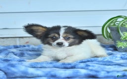 Papillon dogs for sale: Milo - Image 4