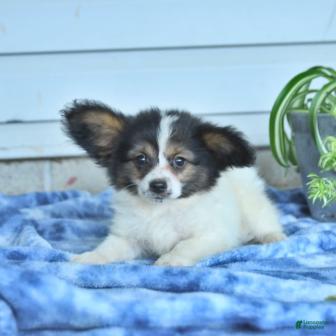 Papillon dogs for sale: Milo - Image 4