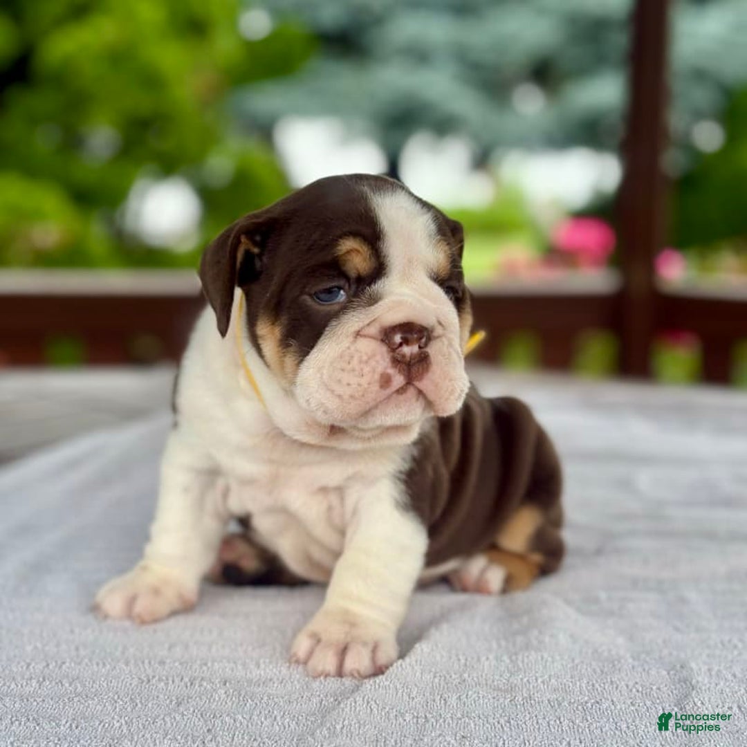 English Bulldog dogs for sale: Camille - Image 11