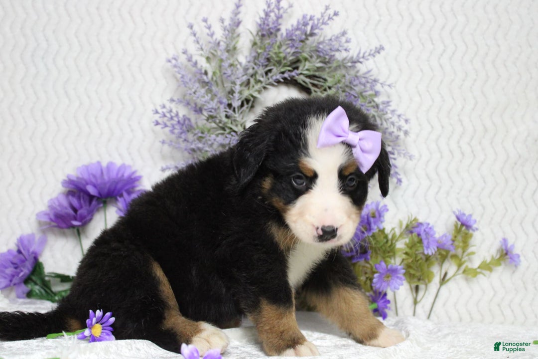 Bernese Mountain Dog dogs for sale: Pebbles - Image 26
