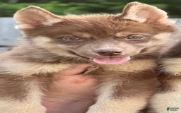 Siberian Husky dogs for sale: Cheese - Image 1