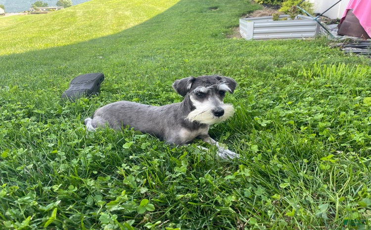 Miniature Schnauzer dogs for sale - Ad 2