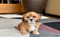 Lhasa Apso dogs for sale: Lacy - Image 1