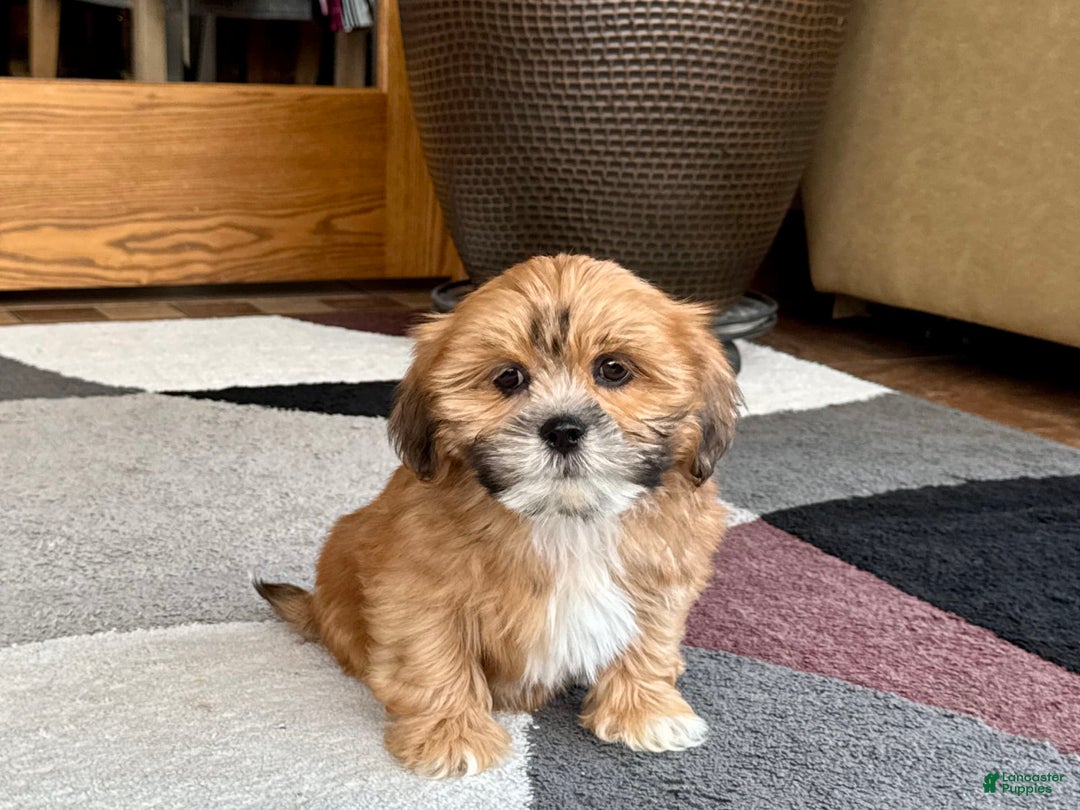 Lhasa Apso dogs for sale: Lacy - Image 1