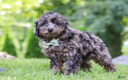Miniature Poodle dogs for sale: Dax - Image 4