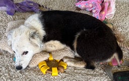 Australian Shepherd dogs for sale: Sugar - Image 5
