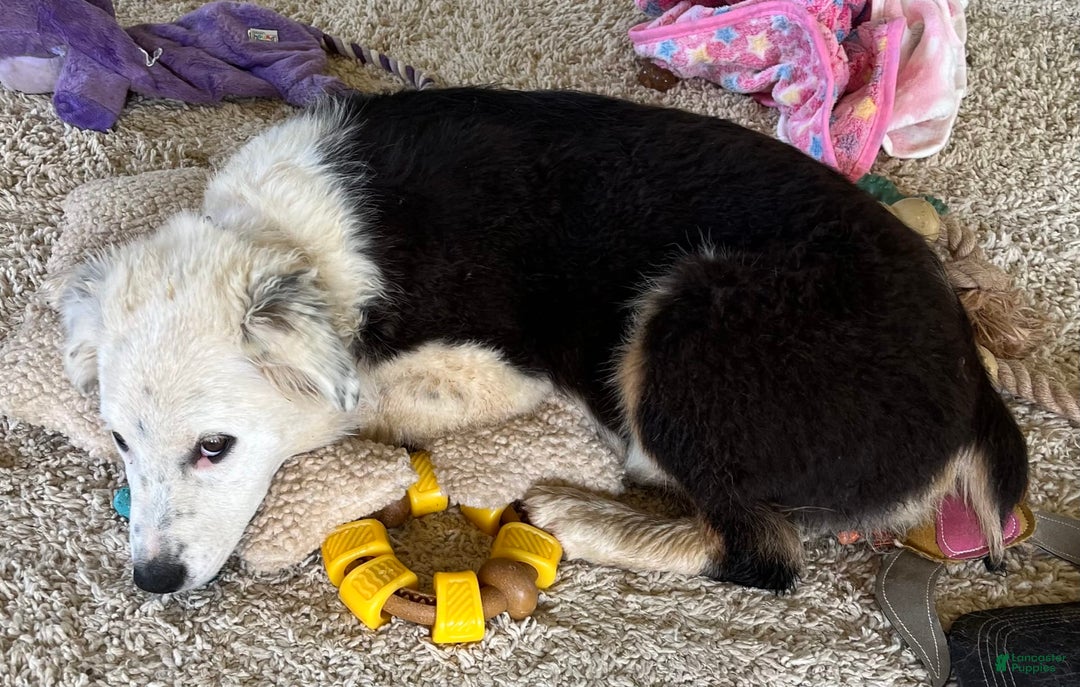 Australian Shepherd dogs for sale: Sugar - Image 5
