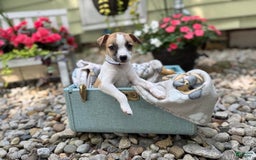 Jack Russell Terrier dogs for sale: Beauty - Image 1