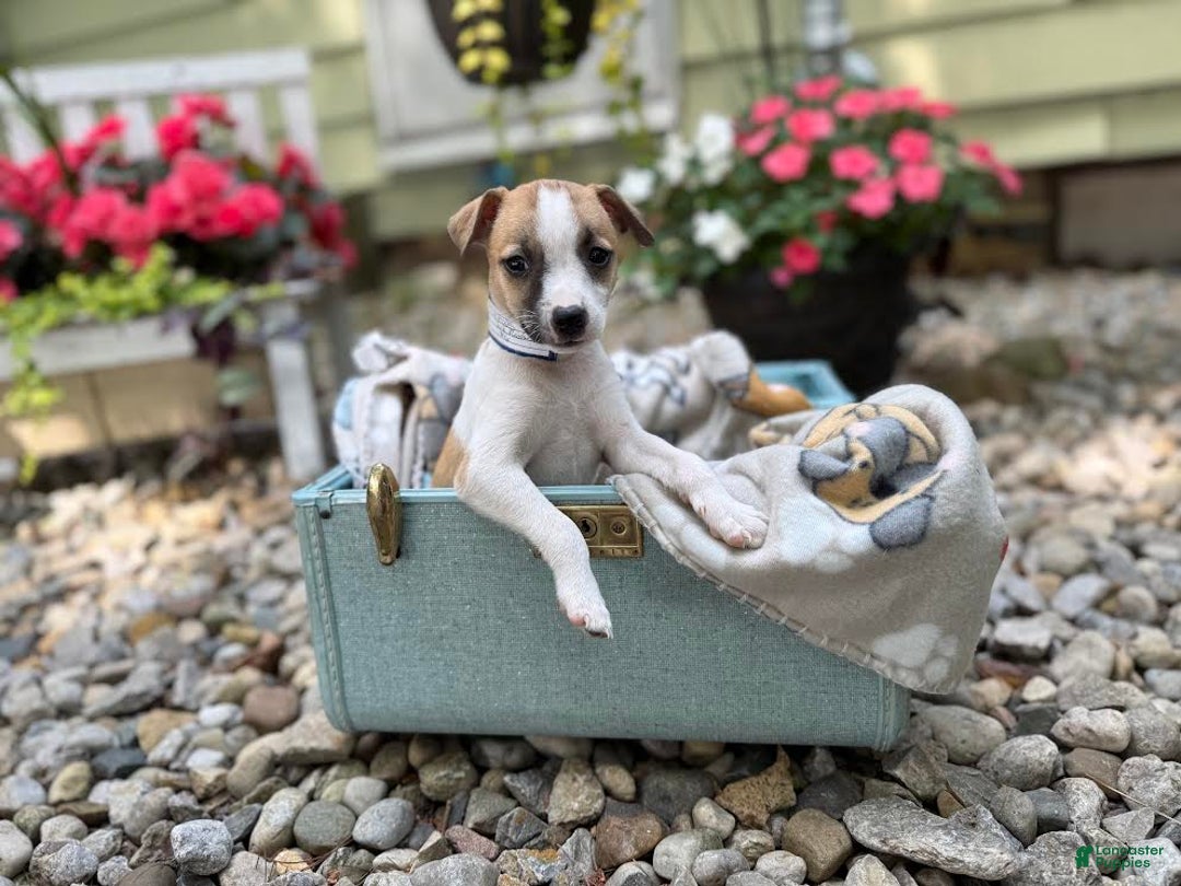 Jack Russell Terrier dogs for sale: Beauty - Image 1