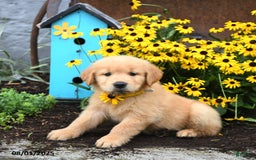Golden Retriever dogs for sale: Felicity - Image 3