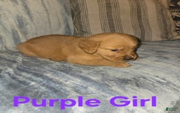 Golden Retriever dogs for sale: Purple Girl - Image 1