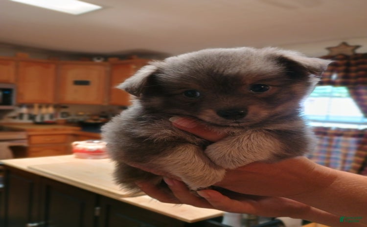 Chihuahua dogs for sale - Ad 3