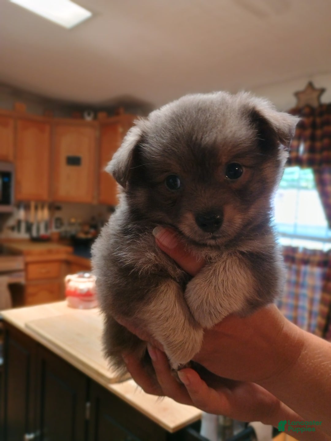 Chihuahua dogs for sale: Nacho Silver Blue - Image 1