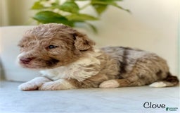 Mini Aussiedoodle dogs for sale: Clove - Image 6