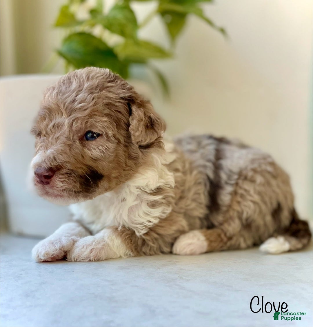 Mini Aussiedoodle dogs for sale: Clove - Image 6
