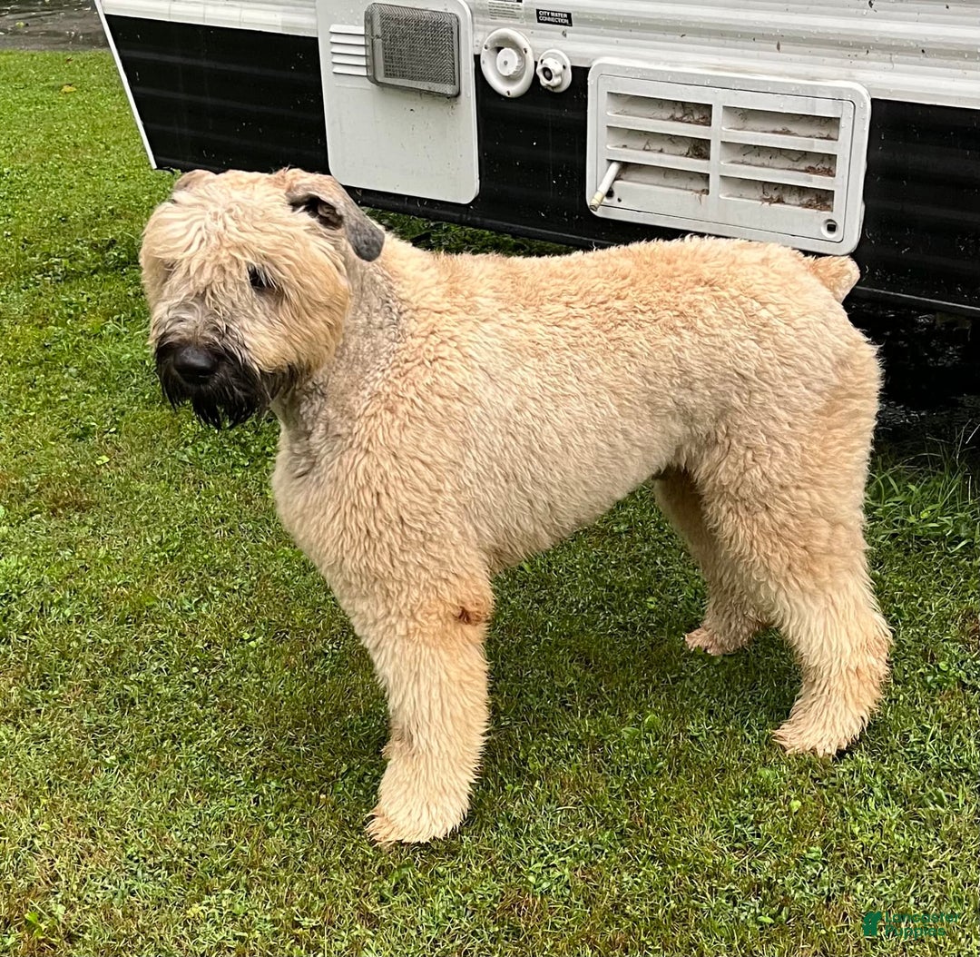 Bouvier Des Flandres dogs for sale: Desert Diamonds Prowling Lion - Image 4