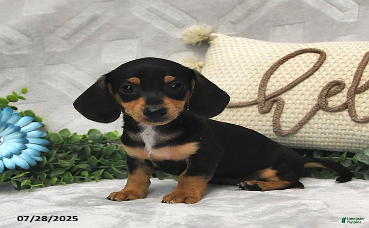 Miniature Dachshund dogs for sale - Ad 3