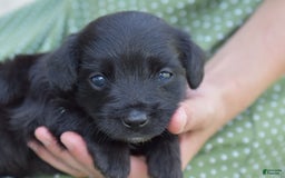 Chihuahua dogs for sale: Natalie - Image 2
