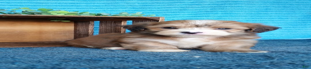 Dale