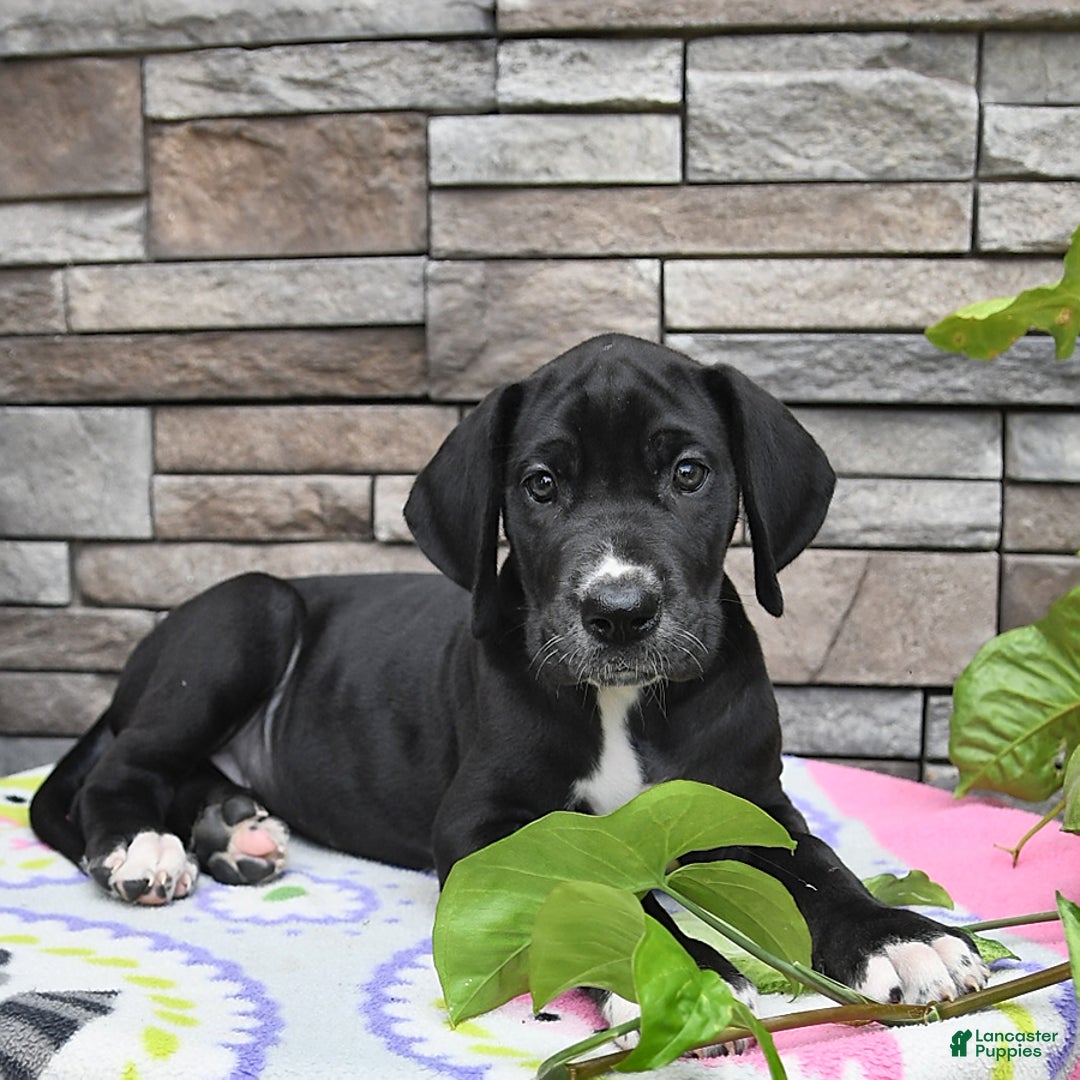 Great Dane dogs for sale: Sparky - Image 8