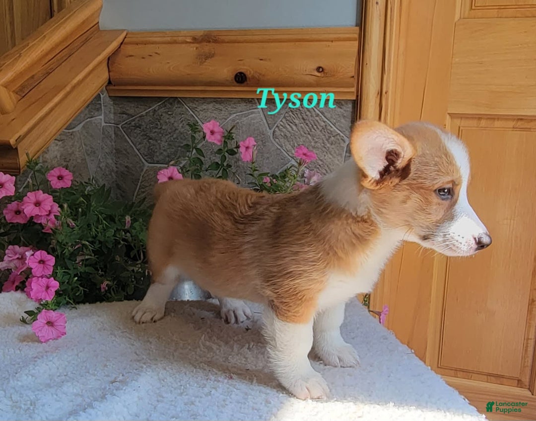 Welsh Corgi Pembroke dogs for sale: Tyson - Image 11