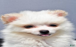 Pomeranian dogs for sale: Isabella - Image 7