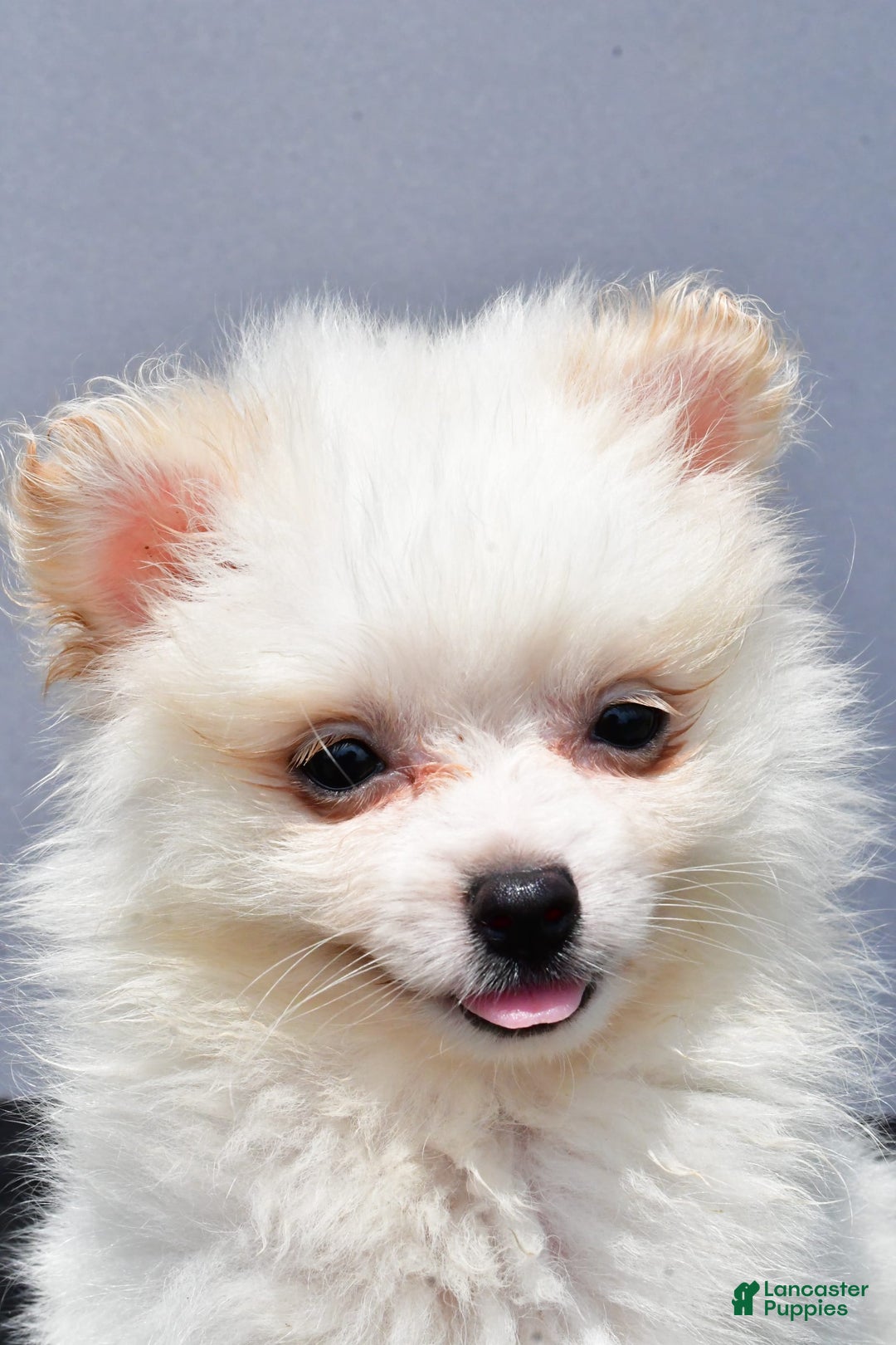 Pomeranian dogs for sale: Isabella - Image 7