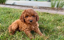 Cavapoo dogs for sale: Charlie - Image 4