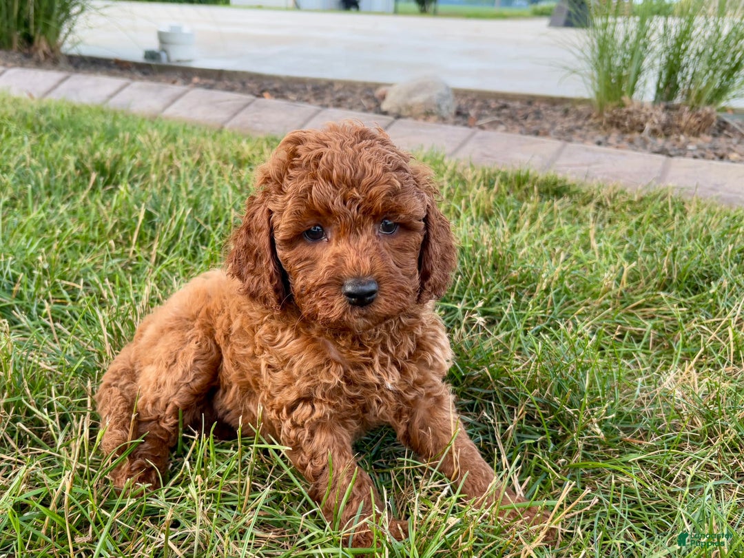 Cavapoo dogs for sale: Charlie - Image 4