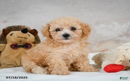 Bichpoo dogs for sale: Dixie - Image 14