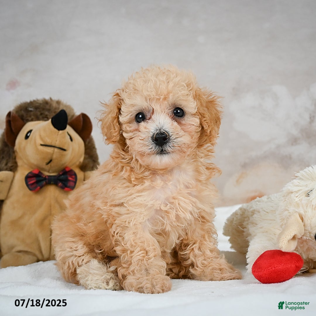 Bichpoo dogs for sale: Dixie - Image 14