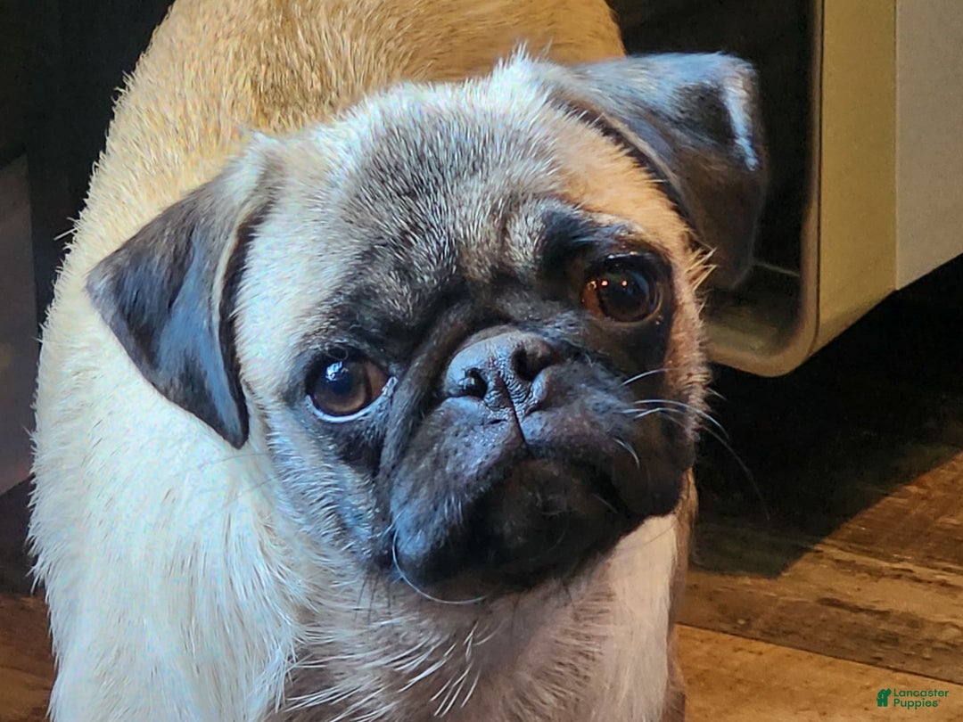 Pug dogs for sale: Pistol Pete - Image 5