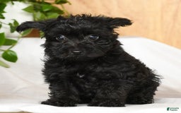 Yorkiepoo dogs for sale: Tristin - Image 4