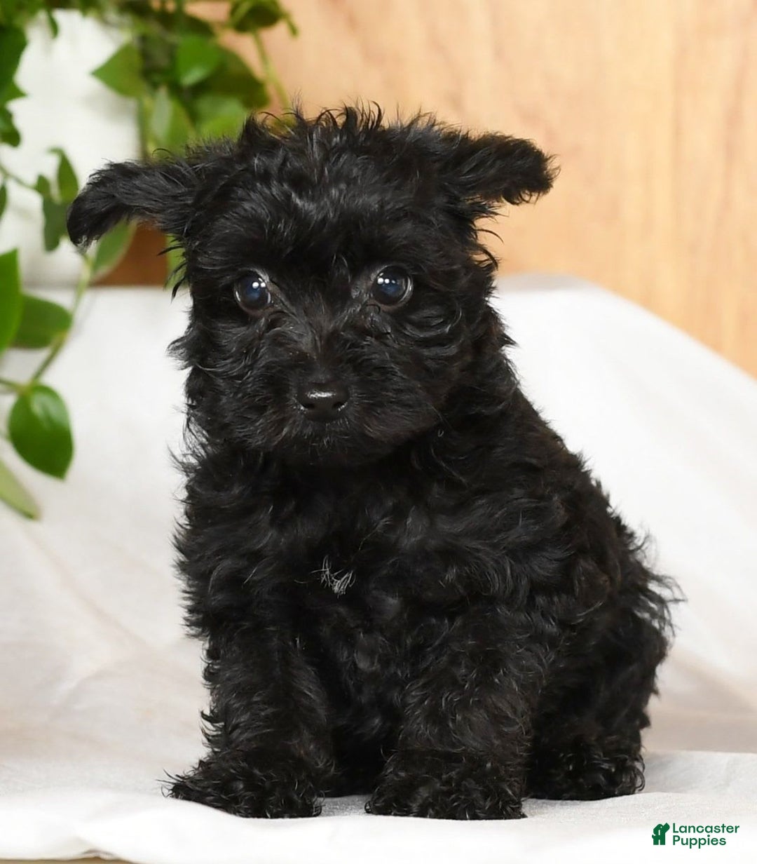 Yorkiepoo dogs for sale: Tristin - Image 4