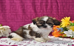Shih Tzu dogs for sale: Dallas - Image 3