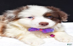 Miniature Australian Shepherd dogs for sale: June - Image 7