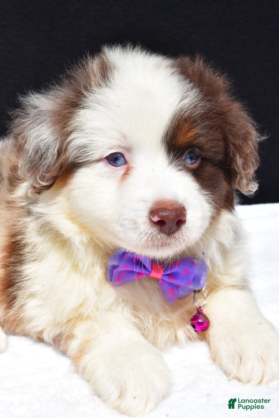 Miniature Australian Shepherd dogs for sale: June - Image 7